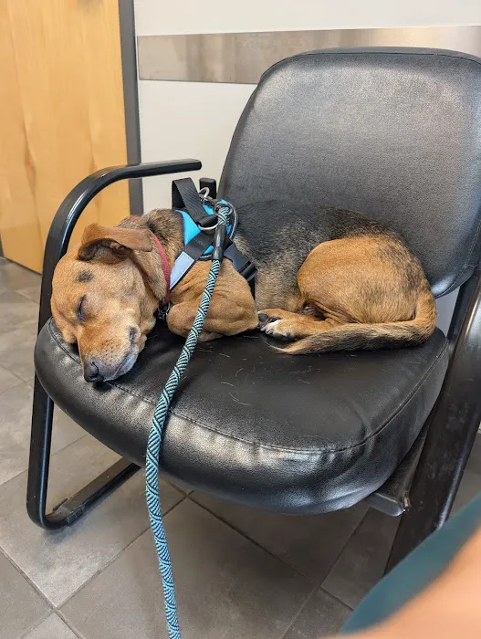 Twinsburg Veterinary Hospital & Pet Lodge Picture 6