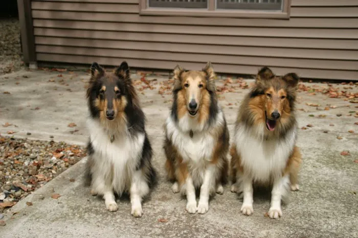 Companion Animal Hospital Picture 6