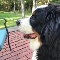 Woodland Veterinary Hospital ico