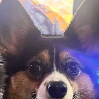 Animal Hospital At Ethan's Green Inc ico