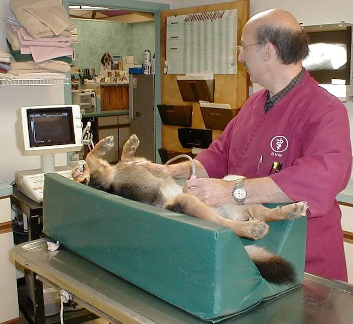Orange Village Animal Hospital Picture 3