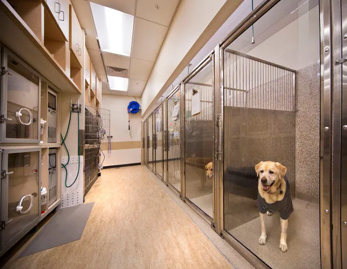 VCA Great Lakes Veterinary Specialists Picture 4