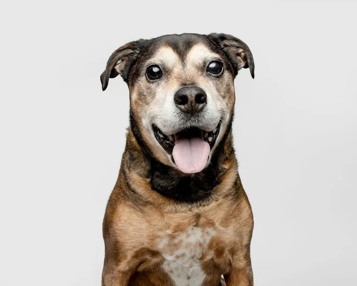 VCA Great Lakes Veterinary Specialists Picture 10