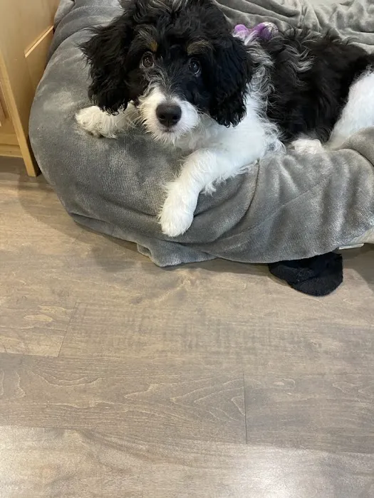 Solon Animal Hospital Picture 1
