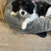 Solon Animal Hospital ico
