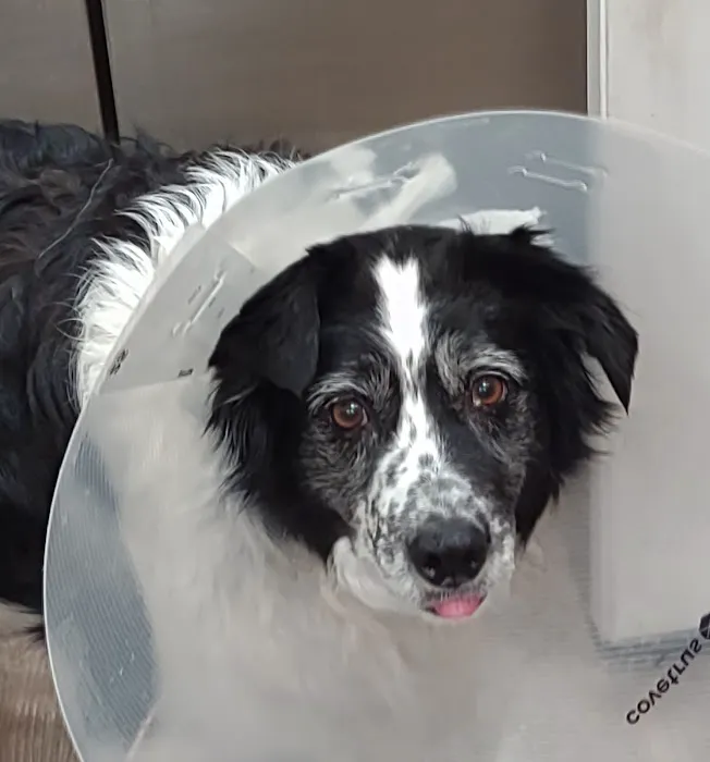 Solon Animal Hospital Picture 5