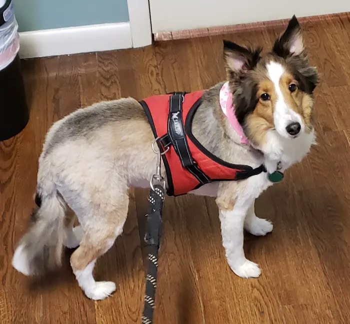 Solon Animal Hospital Picture 9