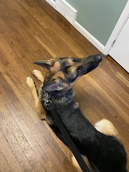 Solon Animal Hospital Picture 7