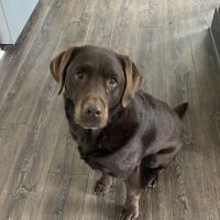 Hudson Veterinary Hospital ico