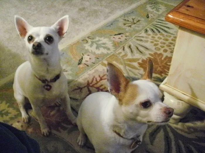 The Veterinary Center of Hudson Picture 4