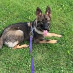 Morgan Veterinary Services