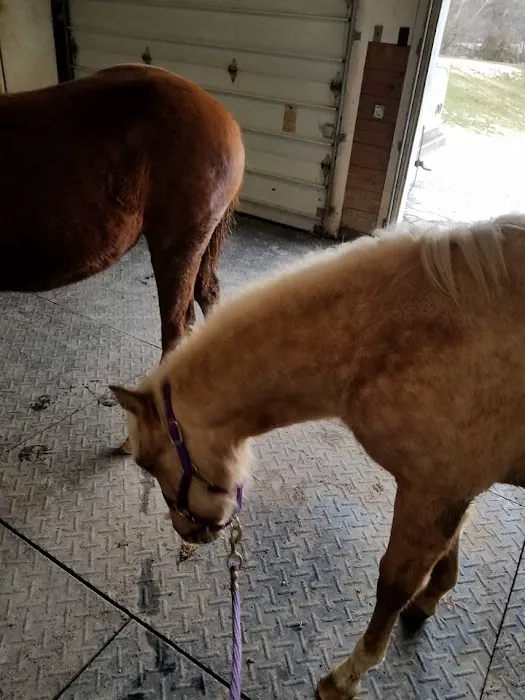 Morgan Veterinary Services Picture 2