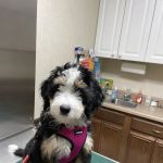 Belpre Animal Clinic