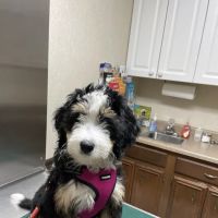 Belpre Animal Clinic ico