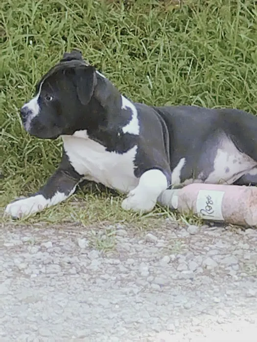 Belpre Animal Clinic Picture 6