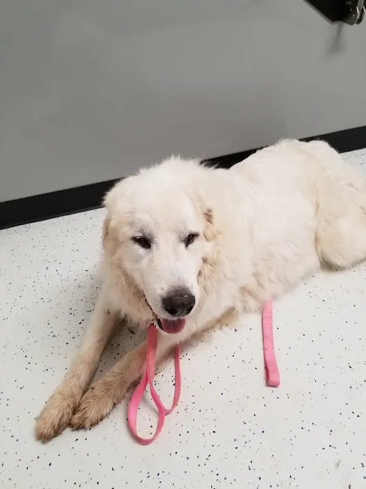Mineral Wells Veterinary Clinic Picture 3