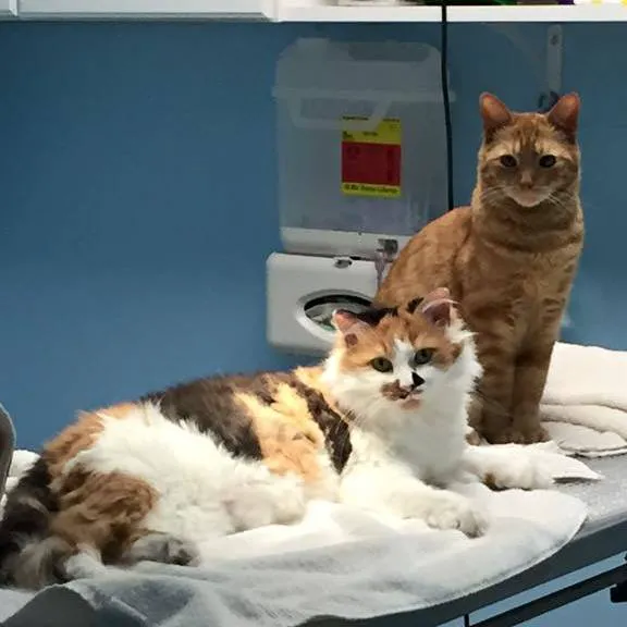 Mineral Wells Veterinary Clinic Picture 6
