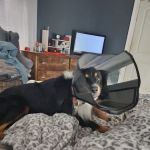 Finney Veterinary Services