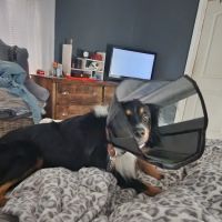 Finney Veterinary Services ico