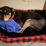 Wooster Animal Clinic