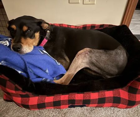 Wooster Animal Clinic