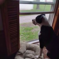 Ark Veterinary Hospital: Scrafford Kristen DVM ico