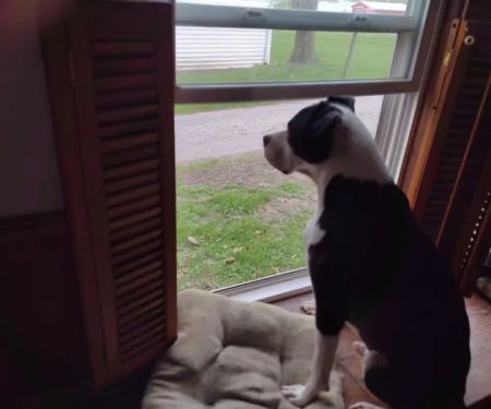 Ark Veterinary Hospital: Scrafford Kristen DVM