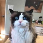 Stow Falls Pet Clinic, Inc.