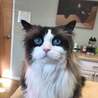 Stow Falls Pet Clinic, Inc. ico