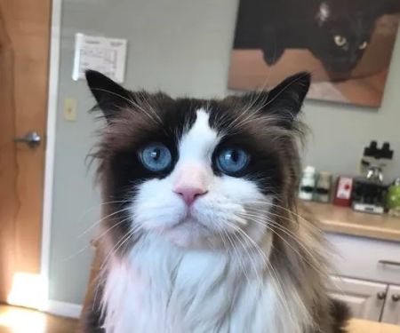 Stow Falls Pet Clinic, Inc.