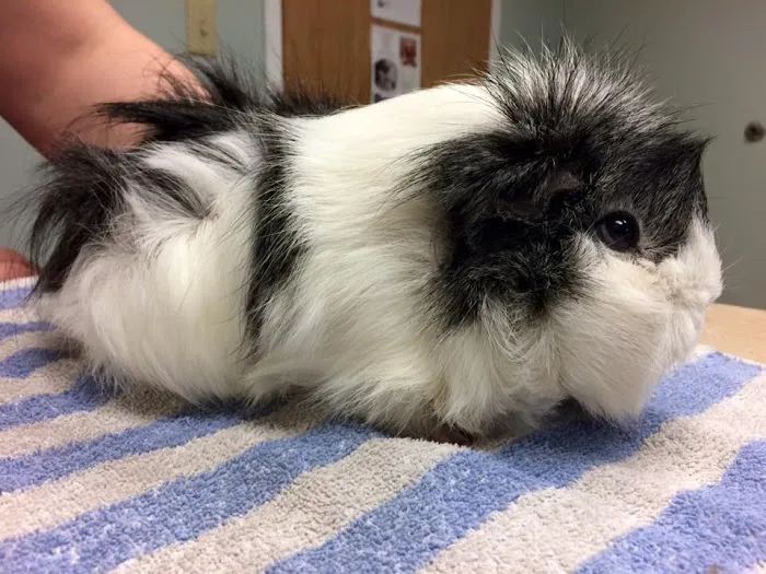 Stow Falls Pet Clinic, Inc. Picture 10