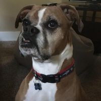 Banfield Pet Hospital ico