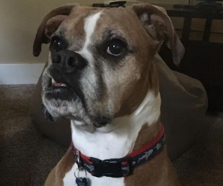 Banfield Pet Hospital