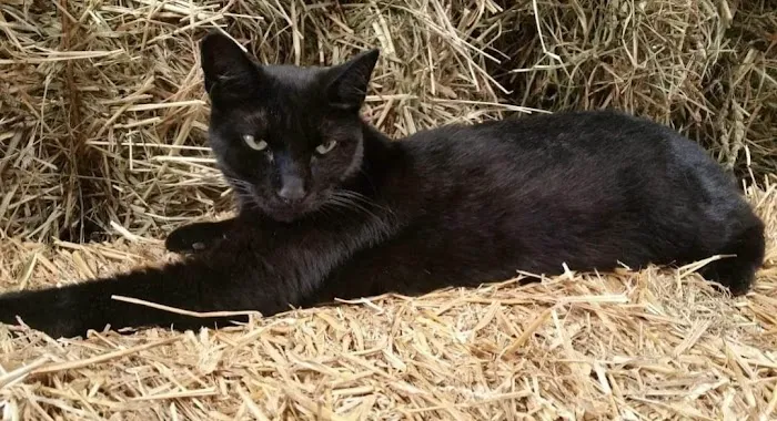 Highland Veterinary Clinic Picture 6