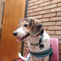 Graham Road Animal Hospital ico