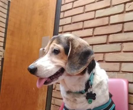 Graham Road Animal Hospital