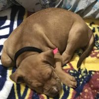 Akron Barberton Veterinary Clinic ico