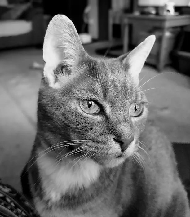 Akron Barberton Veterinary Clinic Picture 8