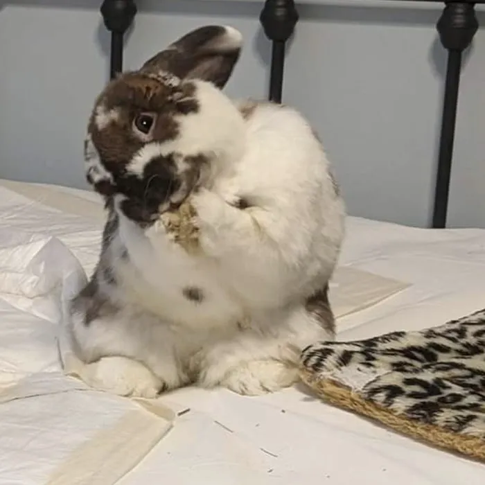 North Coast Bird & Exotic Specialty Hospital Picture 8