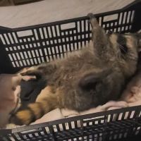 North Coast Bird & Exotic Specialty Hospital ico