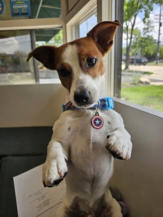 Lyndhurst Animal Clinic, A Thrive Pet Healthcare Partner Picture 2