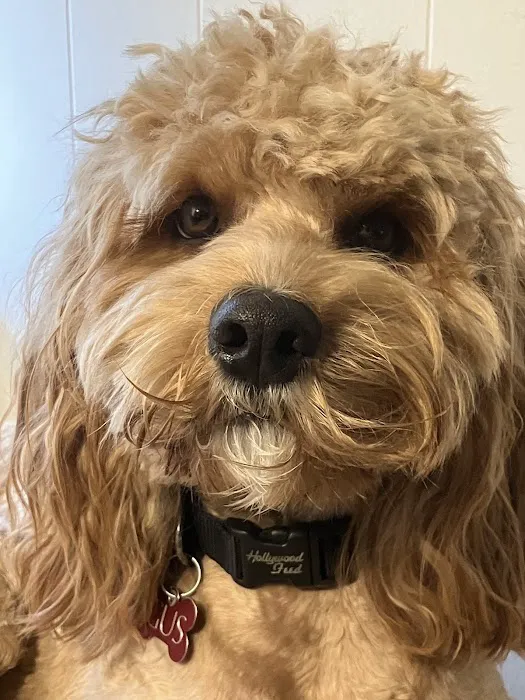 Lyndhurst Animal Clinic, A Thrive Pet Healthcare Partner Picture 8