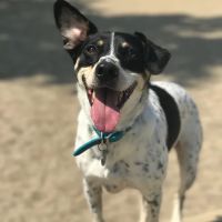 VIP Petcare Vaccination Clinic ico