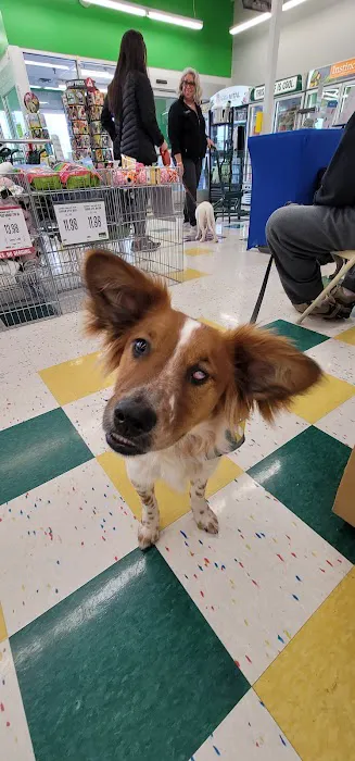 VIP Petcare Vaccination Clinic Picture 7