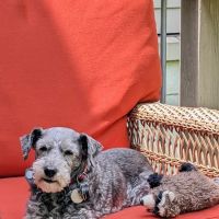 Belvoir Pet Hospital ico