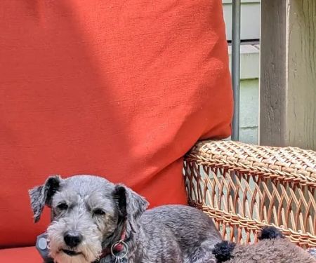 Belvoir Pet Hospital