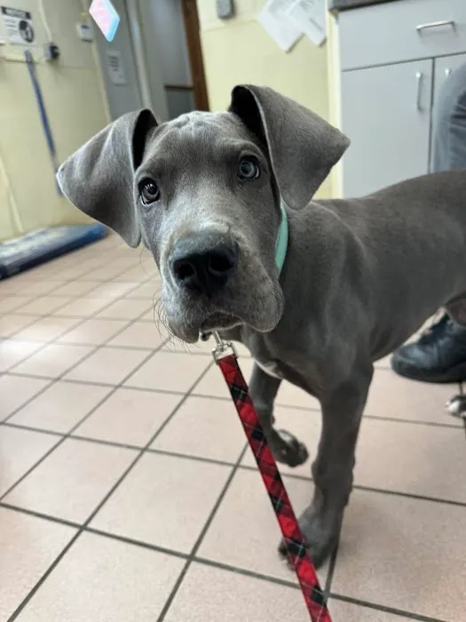 Belvoir Pet Hospital Picture 7