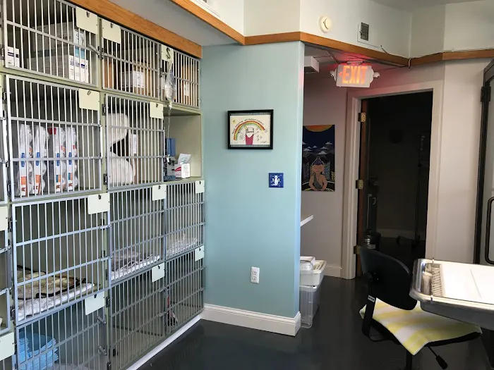 Just Cats Hospital Picture 5
