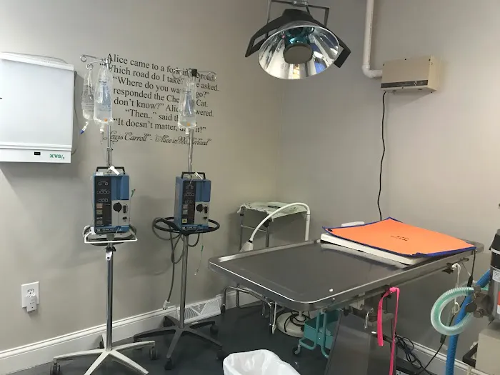 Just Cats Hospital Picture 6