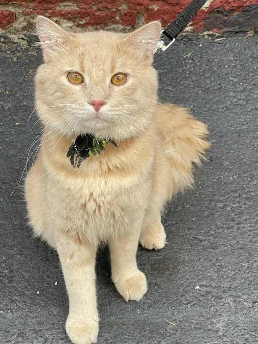 Just Cats Hospital Picture 2